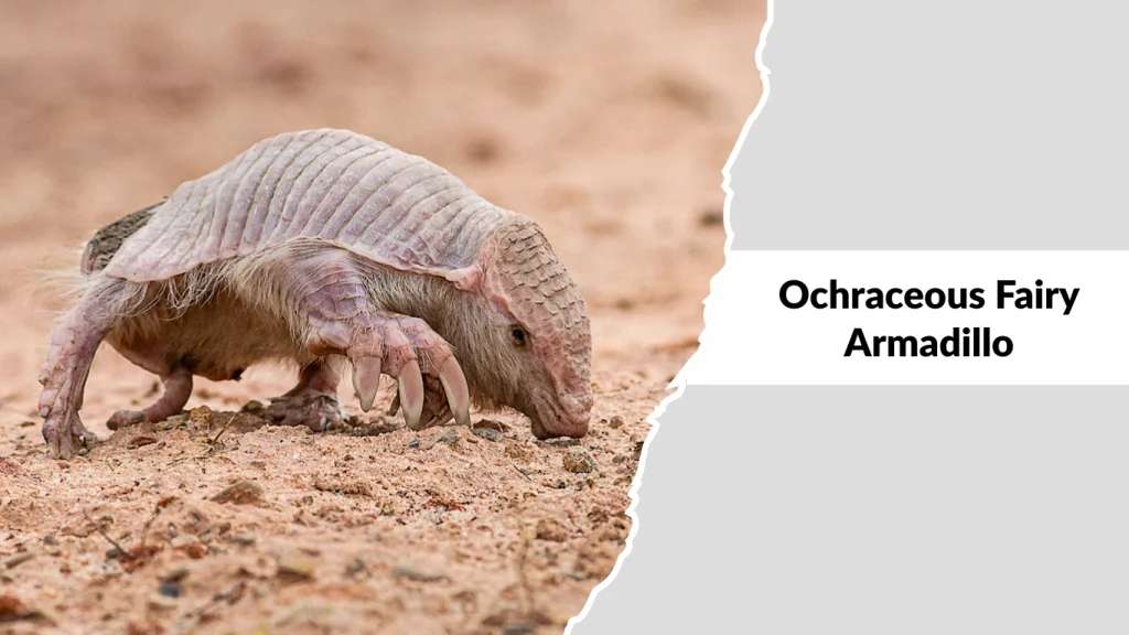 Ochraceous Fairy Armadillo