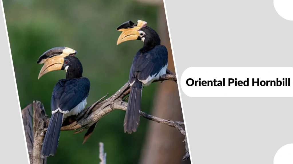 Oriental Pied Hornbill