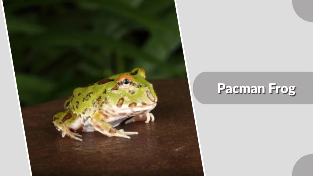 Pacman Frog