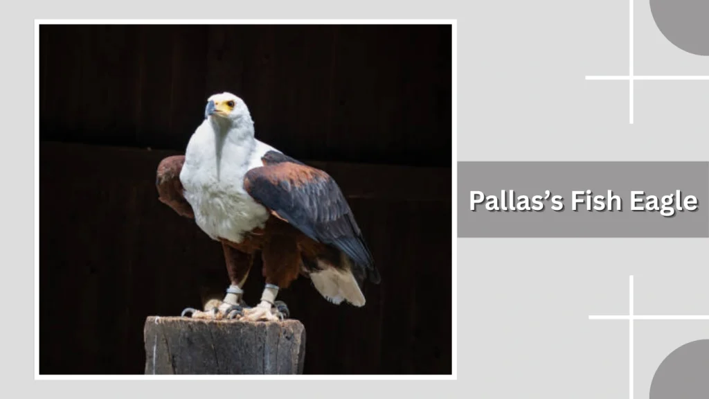Pallas’s Fish Eagle