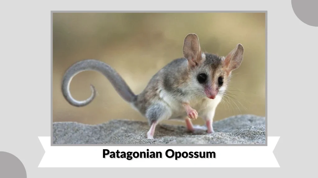 Patagonian Opossum