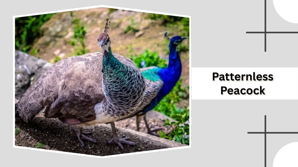 Patternless Peacock