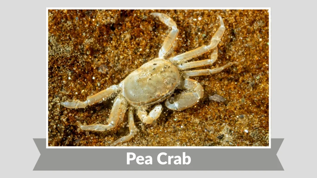 Pea Crab