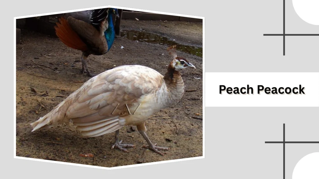 Peach Peacock