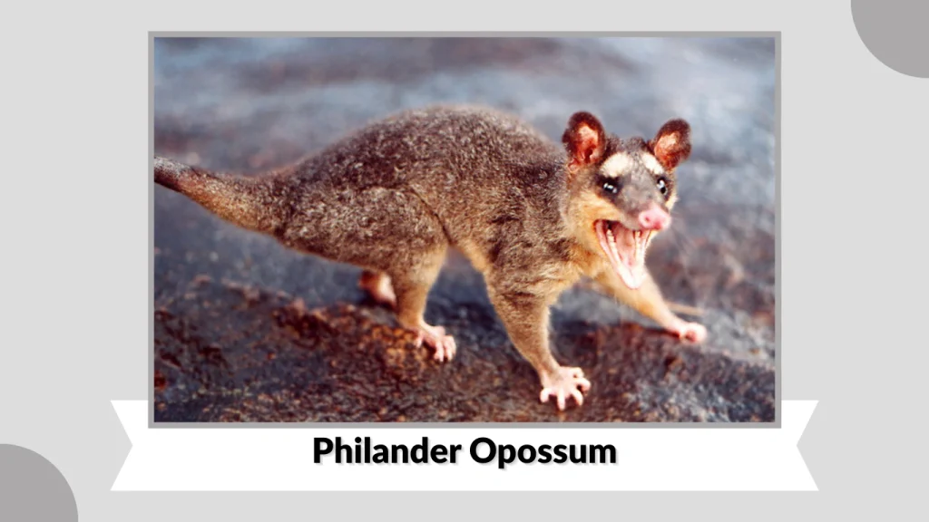 Philander Opossum