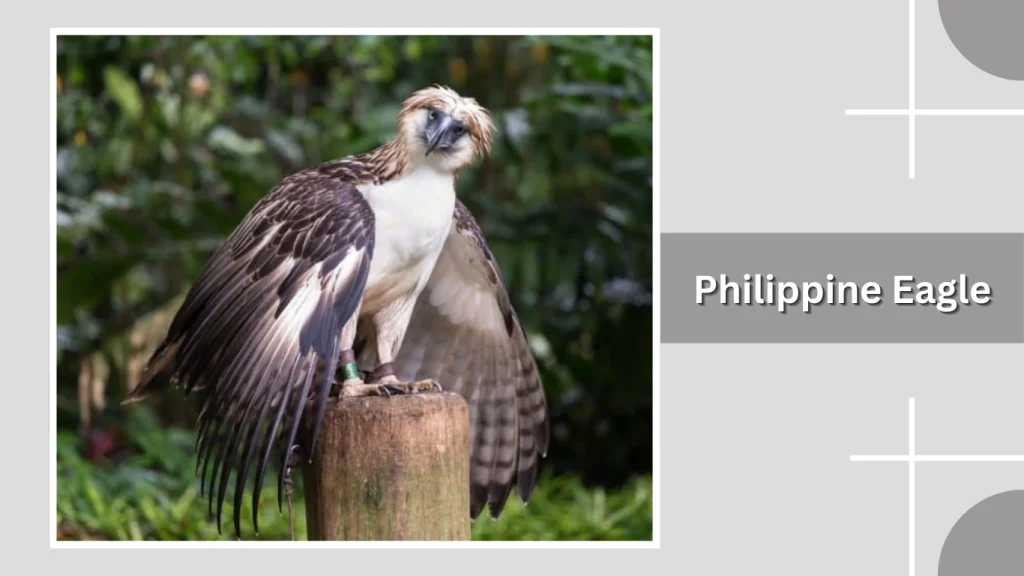 Philippine Eagle