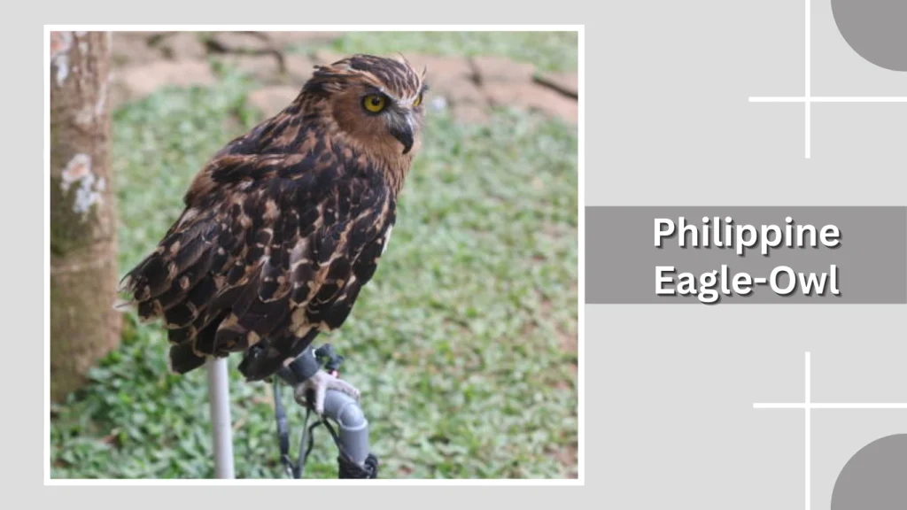 Philippine Eagle-Owl