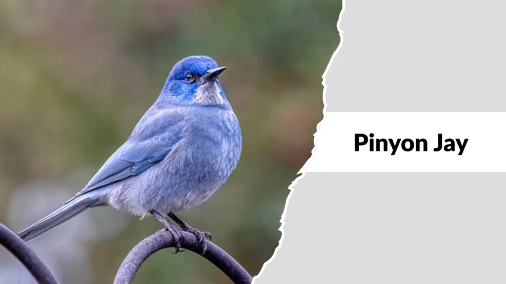 Pinyon Jay