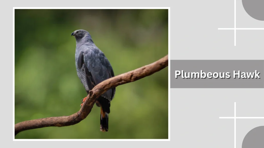 Plumbeous Hawk