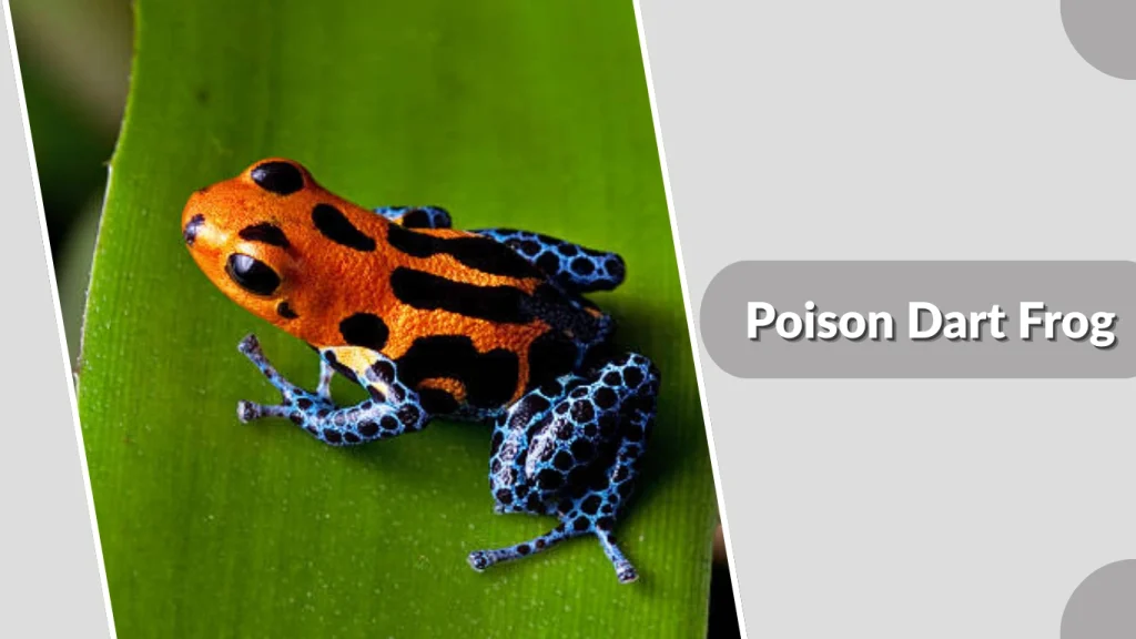Poison Dart Frog