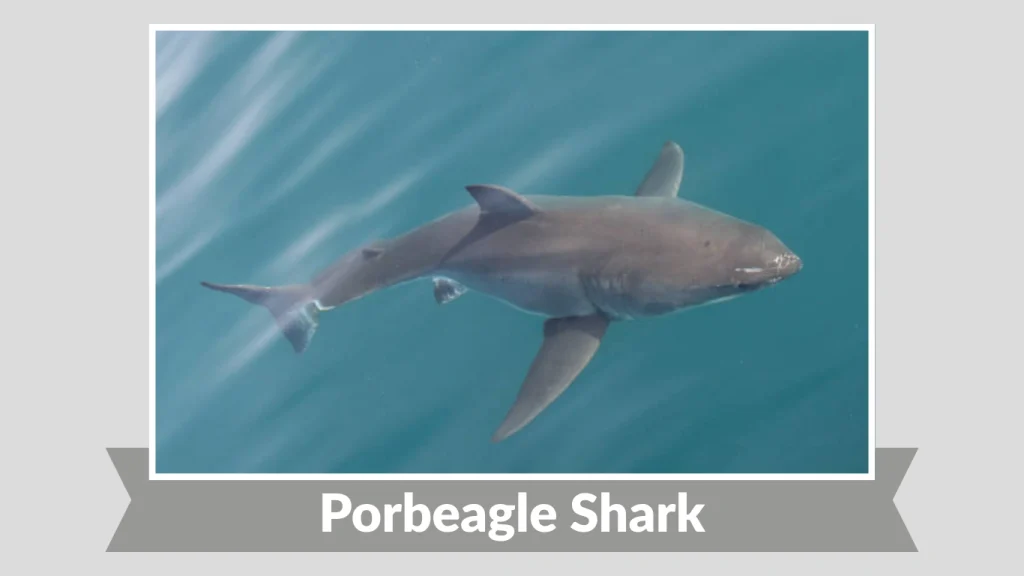 Porbeagle Shark