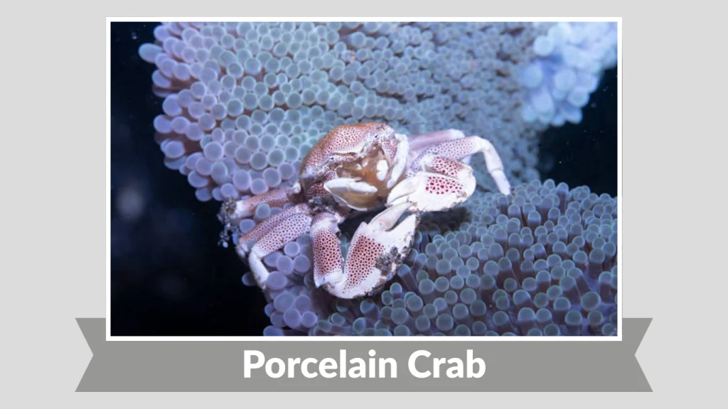 Porcelain Crab