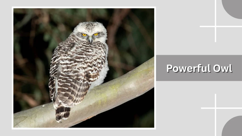 Powerful Owl