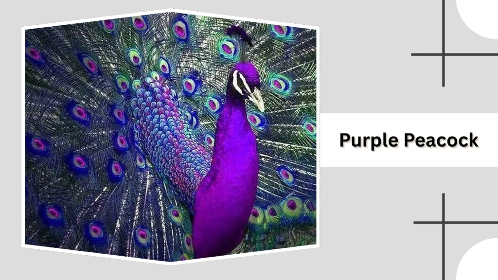 Purple Peacock