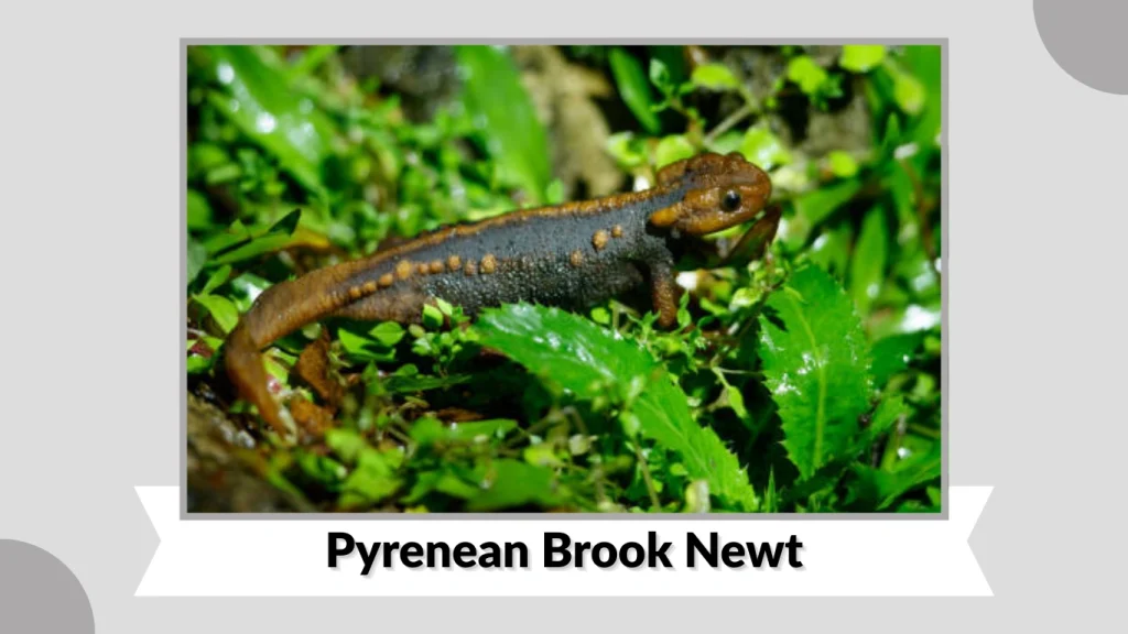 Pyrenean Brook Newt