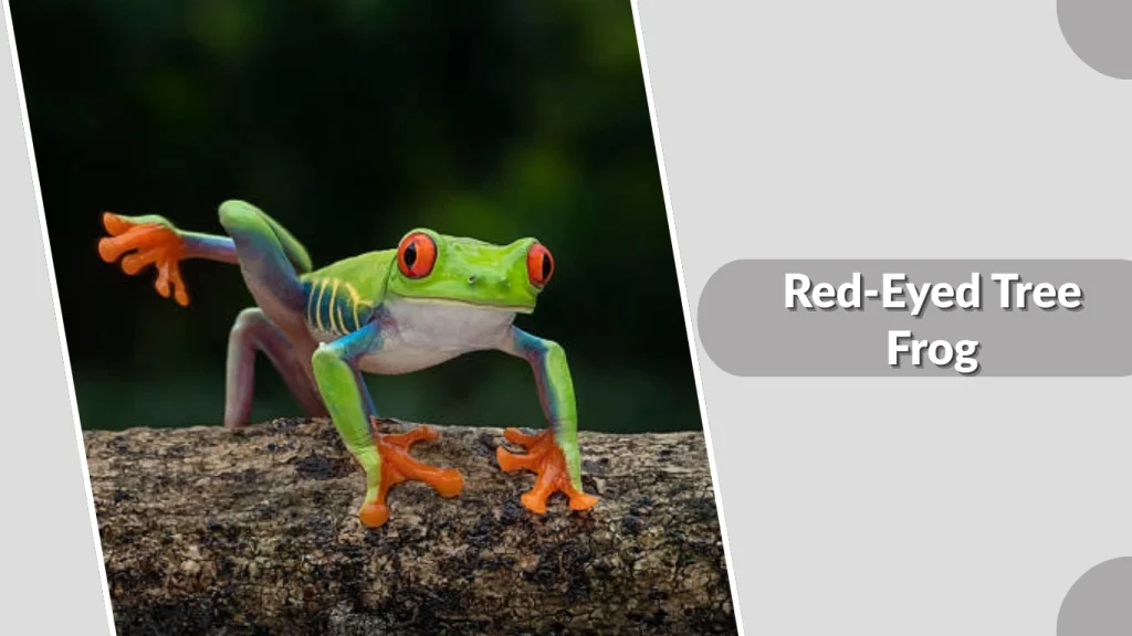 Red-Eyed Tree Frog