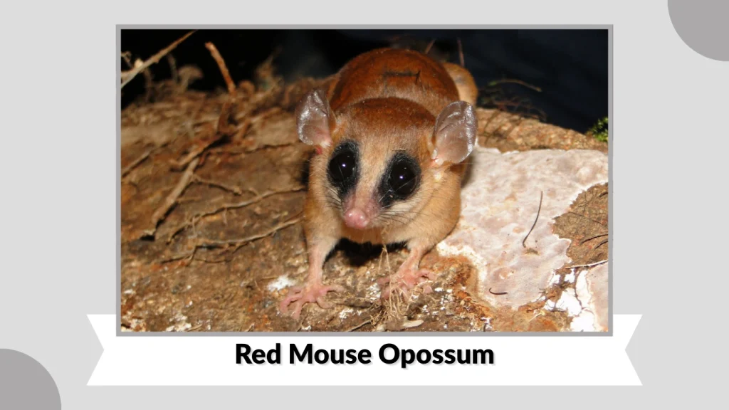 Red Mouse Opossum