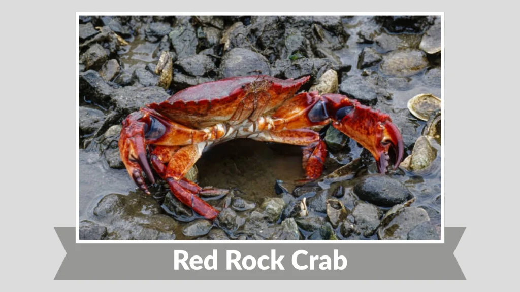 Red Rock Crab