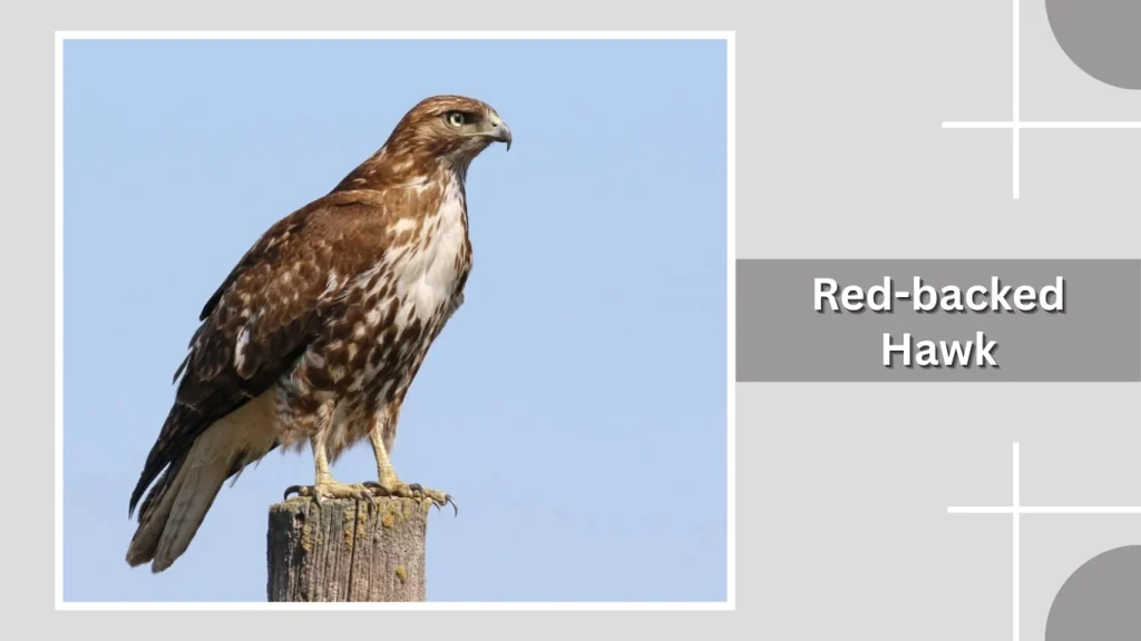 Red-backed Hawk