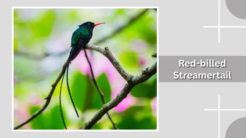 Red-billed Streamertail