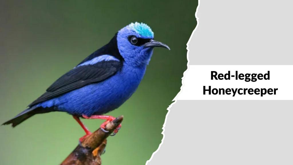 Red-legged Honeycreeper
