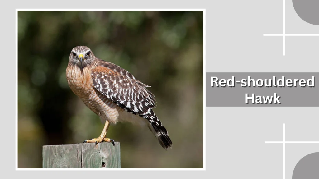 Red-shouldered Hawk