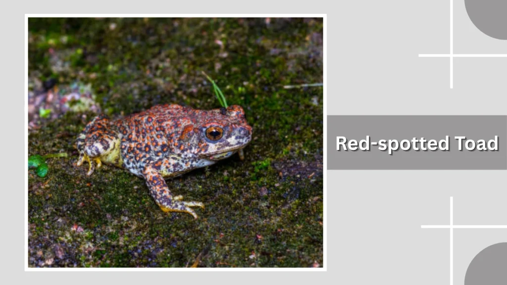Red-spotted Toad