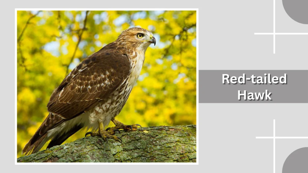 Red-tailed Hawk