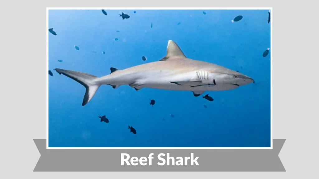 Reef Shark