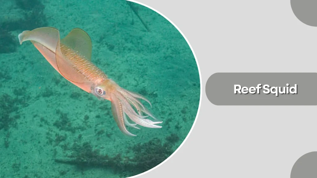 Reef Squid