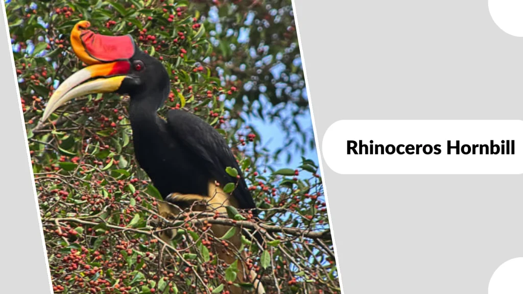 Rhinoceros Hornbill