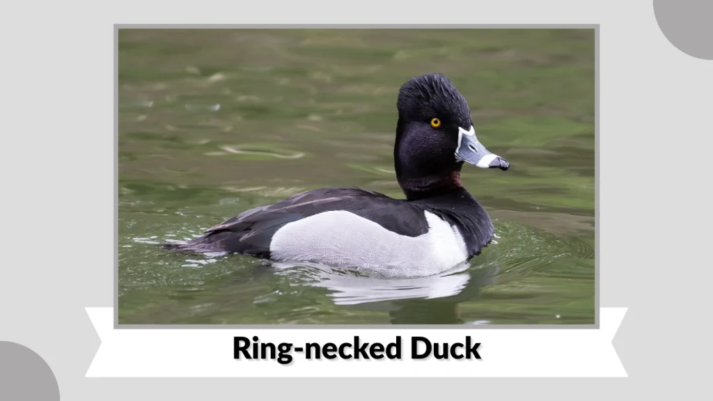 Ring-necked Duck