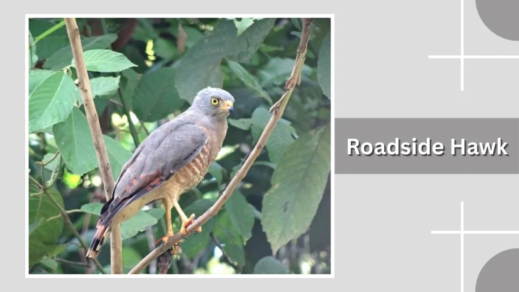 Roadside Hawk