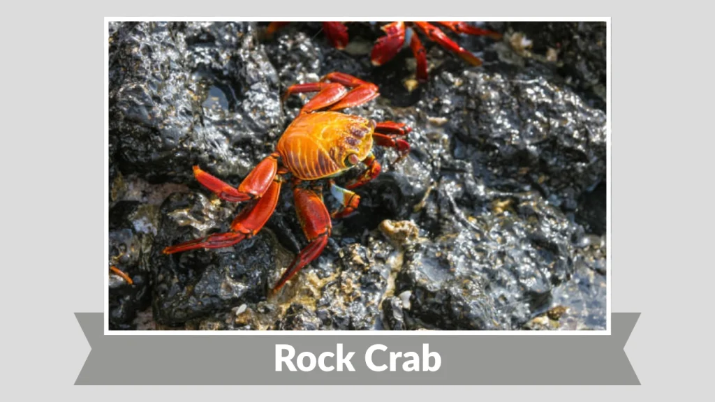 Rock Crab