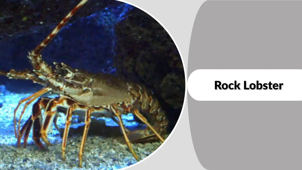 Rock Lobster