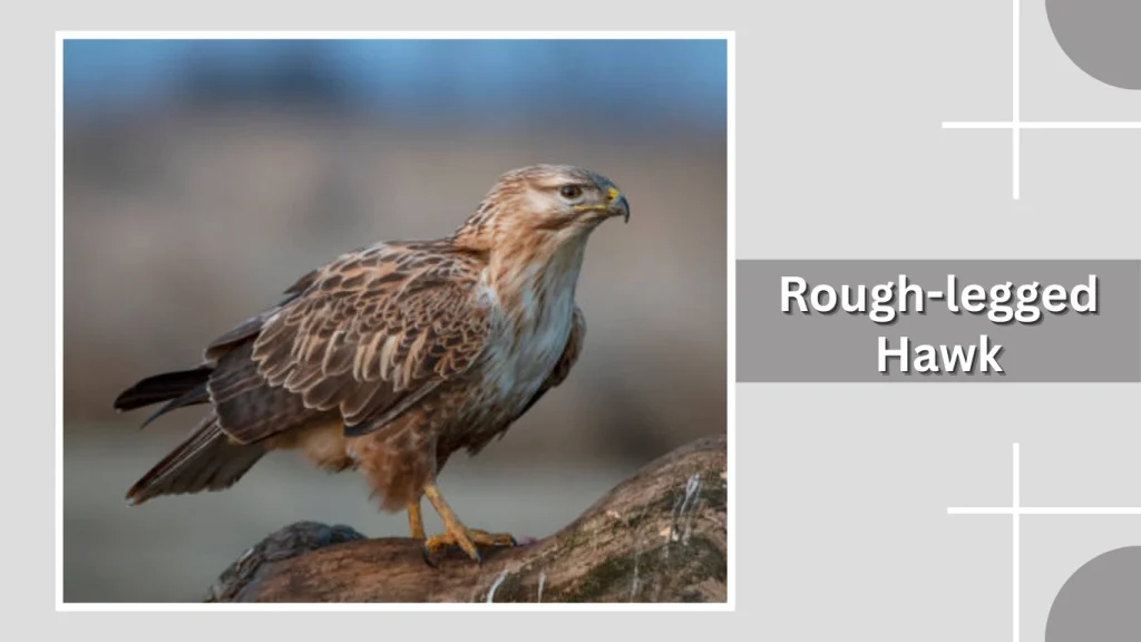 Rough-legged Hawk
