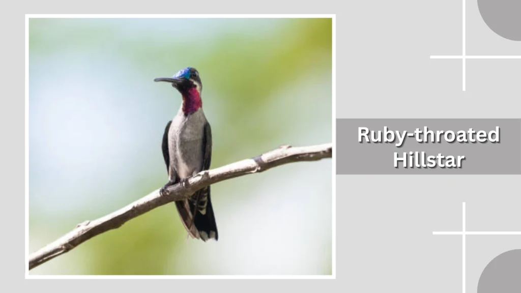 Ruby-throated Hillstar