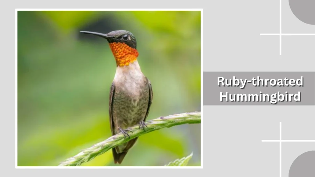 Ruby-throated Hummingbird