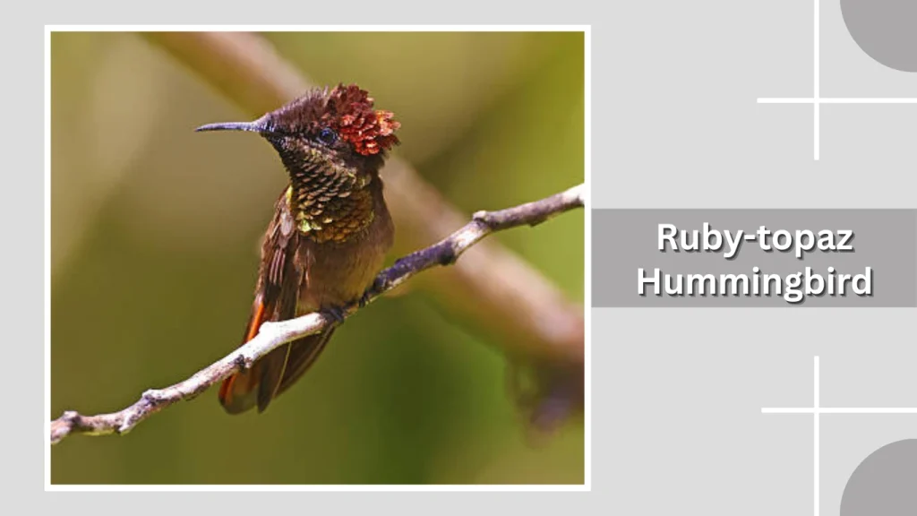 Ruby-topaz Hummingbird