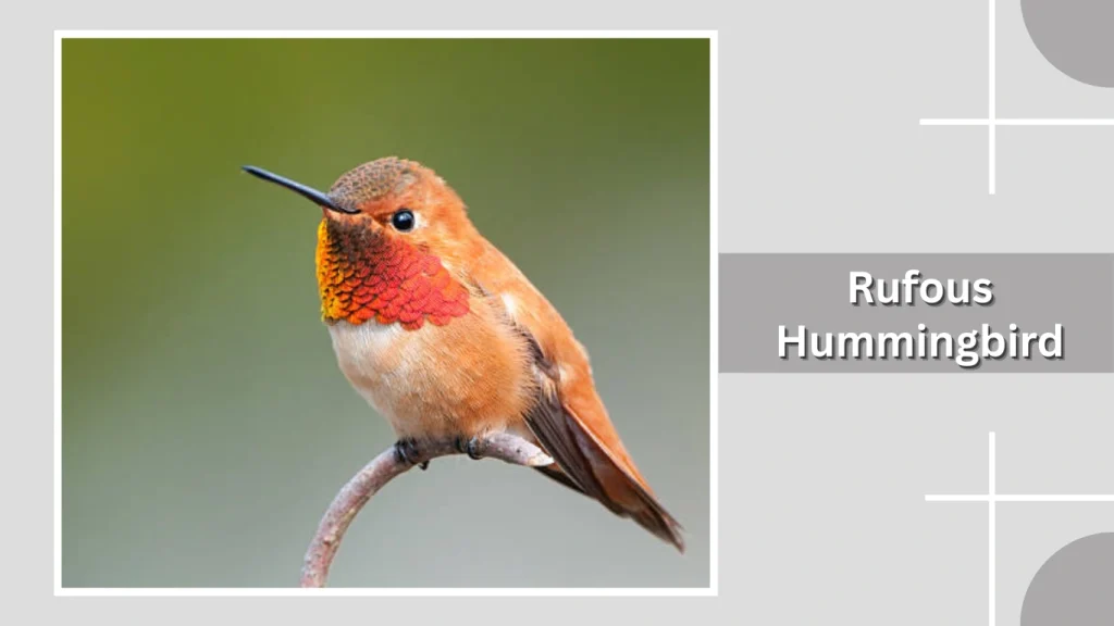 Rufous Hummingbird