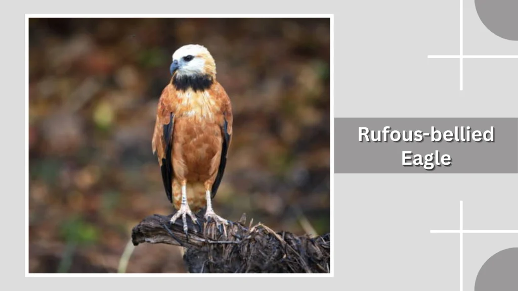 Rufous-bellied Eagle