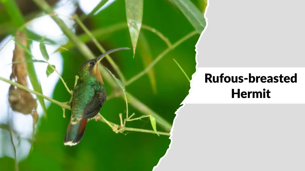 Rufous-breasted Hermit