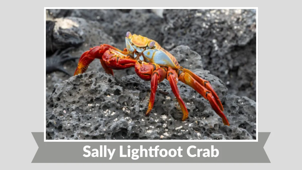 Sally Lightfoot Crab