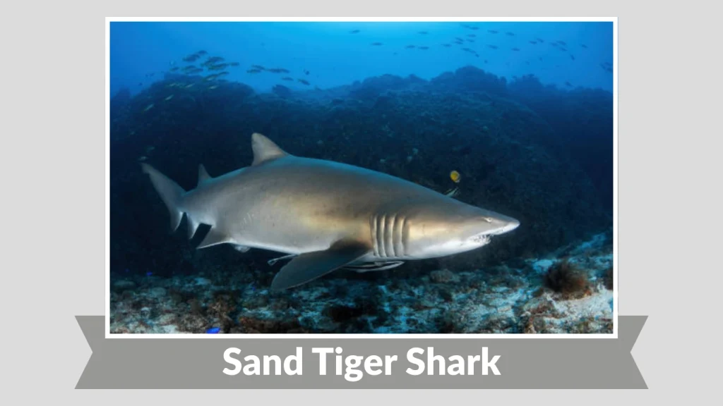 Sand Tiger Shark