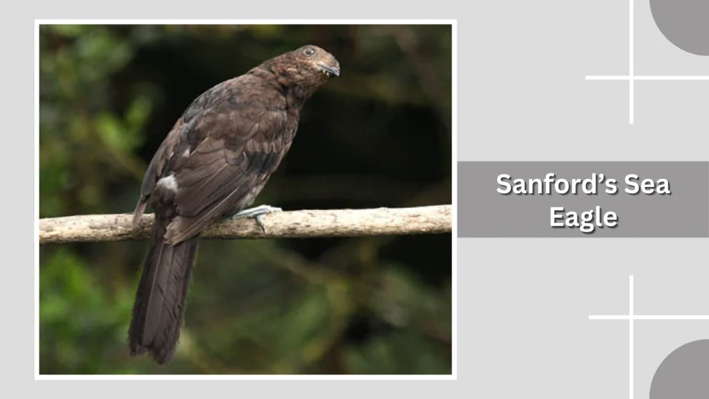 Sanford’s Sea Eagle