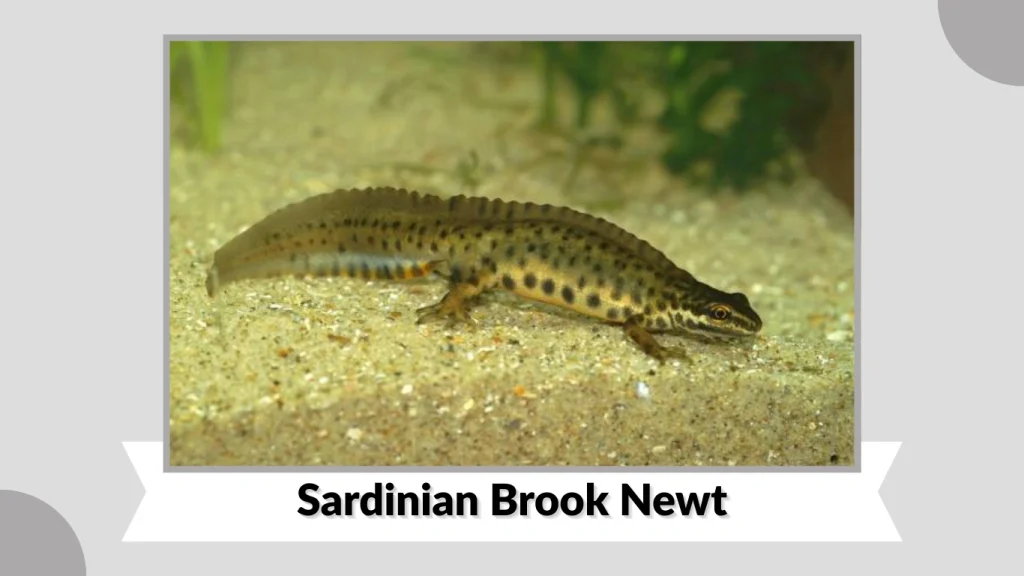 Sardinian Brook Newt