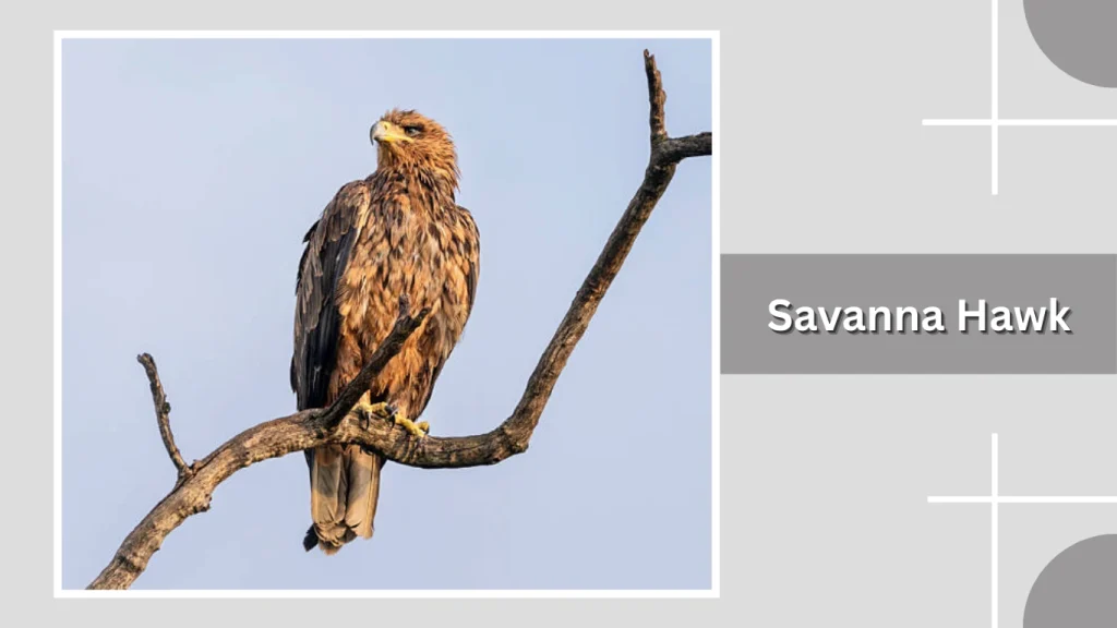 Savanna Hawk