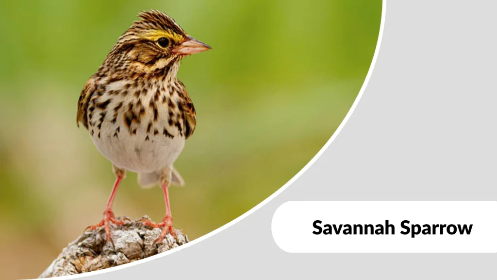 Savannah Sparrow