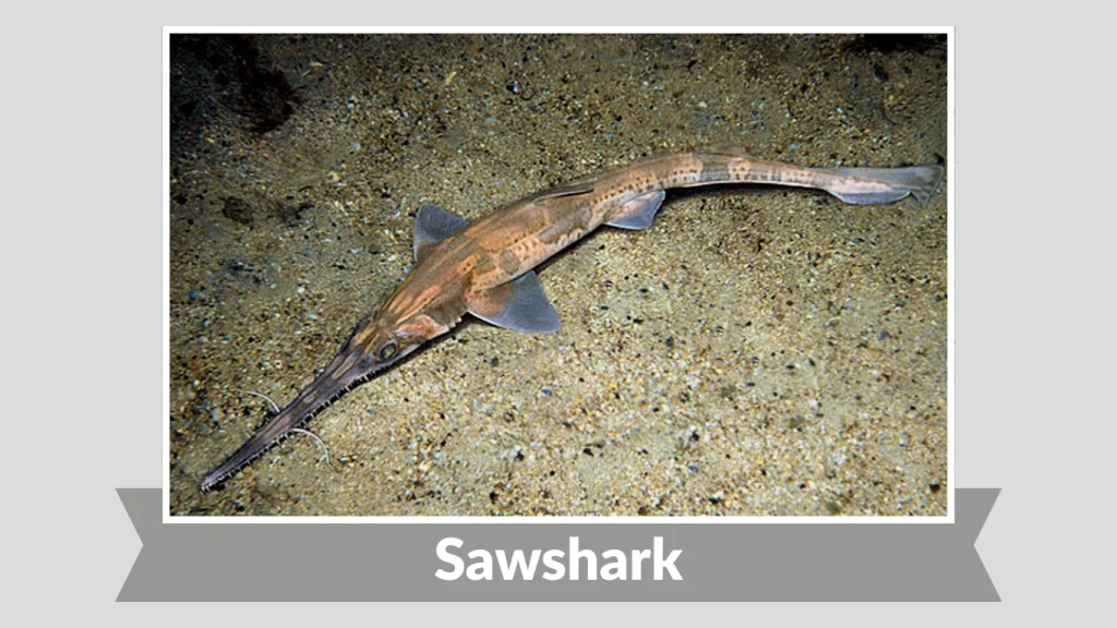 Sawshark