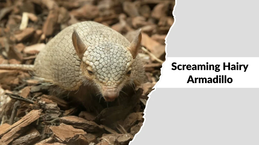 Screaming Hairy Armadillo
